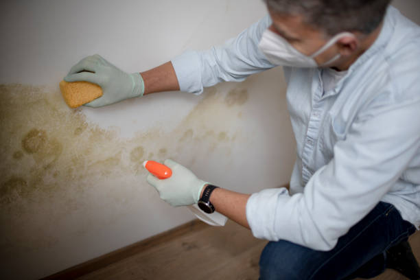 New Bedford, PA Mold Inspection, Removal & Remediation Company